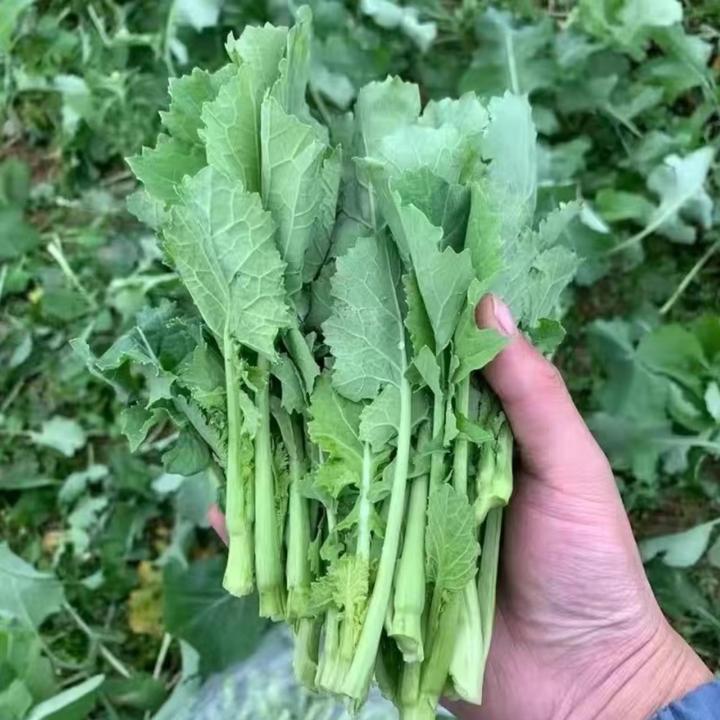 【板蓝根青菜种子】四季种植盆栽地栽阳台小院种植