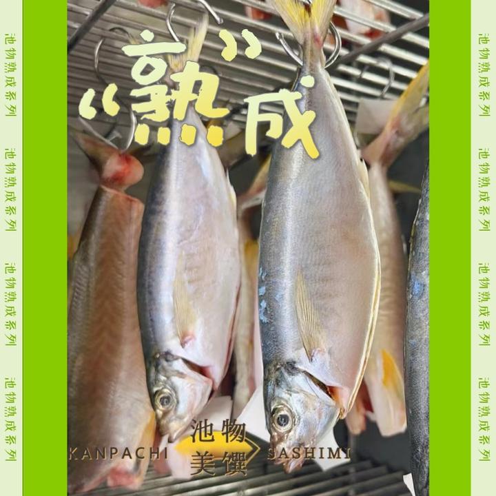 【池物干式熟成鱼】 干式熟成鱼熟成刺身养殖章红竹荚鱼浓郁风味