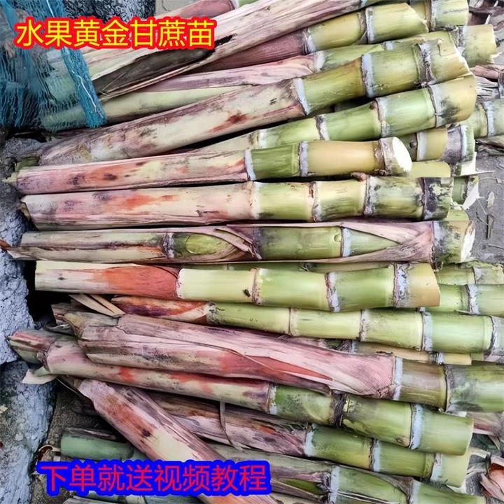 广西黄皮甘蔗苗南北方白玉脆甜种子带芽种植苗水果黑皮甜甘蔗种苗