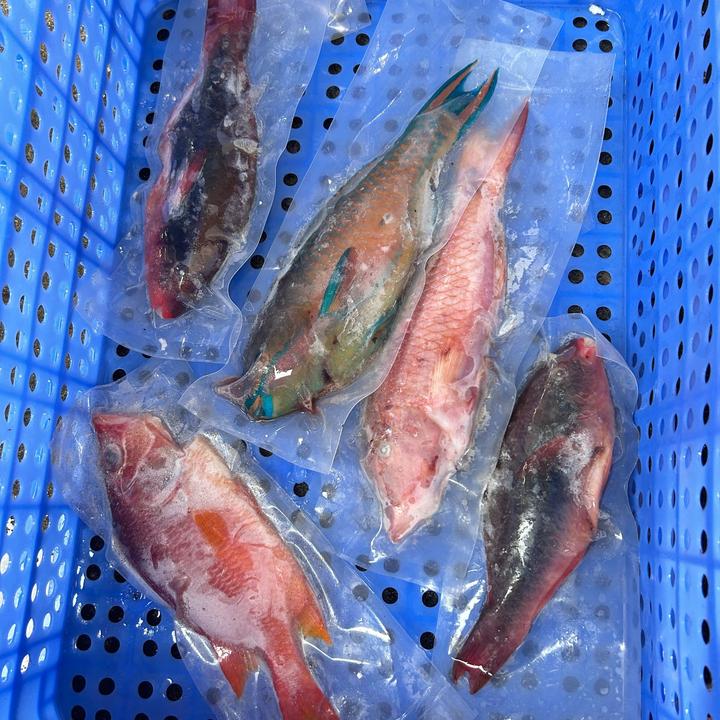 海南珊瑚鱼冷冻鱼类无内脏特产海鲜