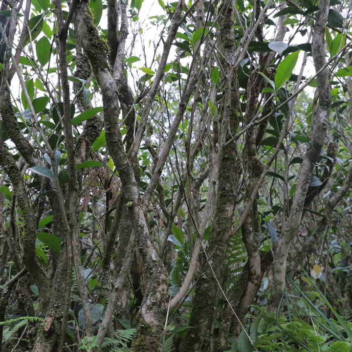 2025年一级1200高山荒野小菜茶野韵贡眉