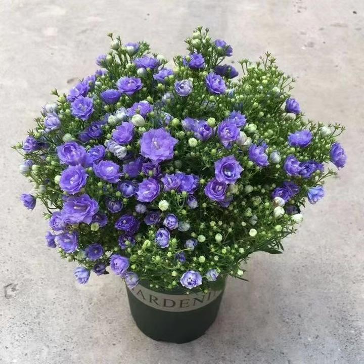 丹麦风铃花盆栽带花苞四季开花耐寒好养活室内庭院阳台绿植桔梗花