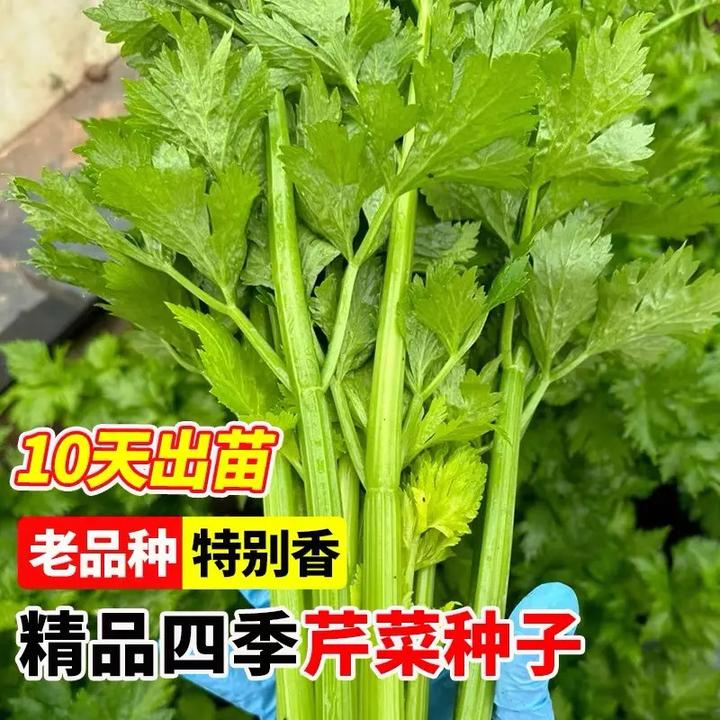 【万人抢购】皇后西芹菜苗带土四季香芹菜苗秧苗高产四季盆栽阳台蔬