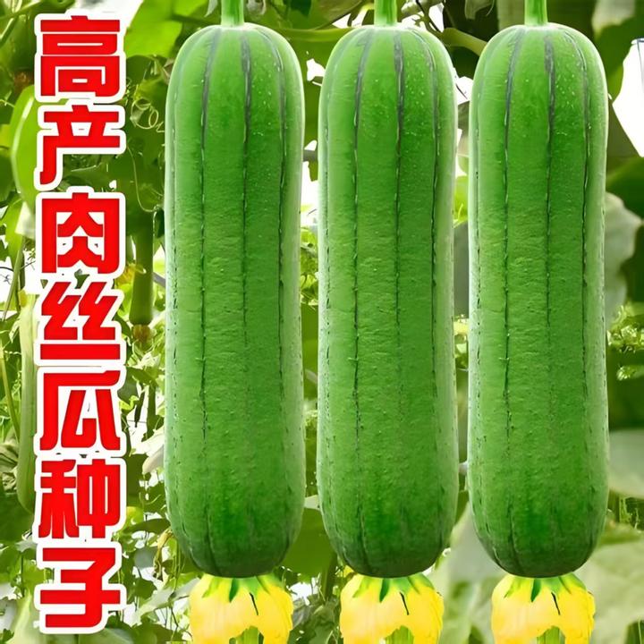 香嫩肉丝瓜种肉嫩老品种甜嫩高产盆栽庭院家庭四季种丝瓜种