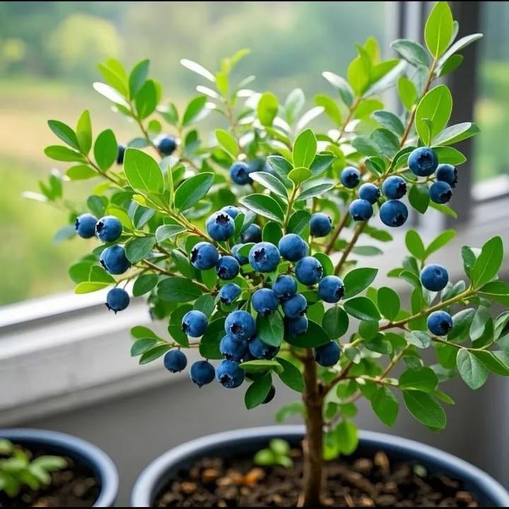 鸿蓓湫【买一送一】蓝莓带土球发货盆栽种植原土球发货蓝莓苗