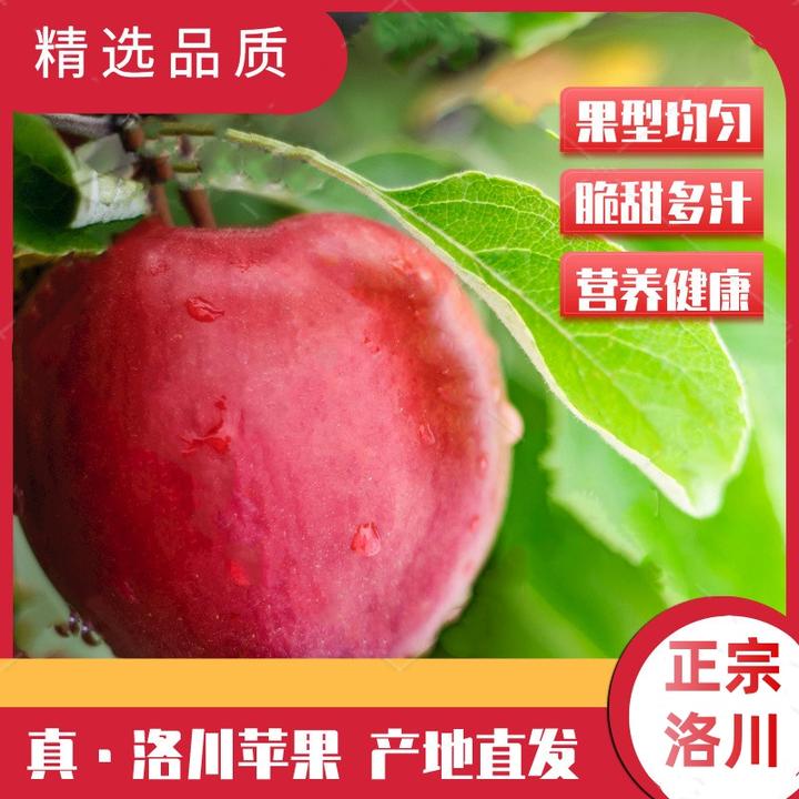 【正宗陕西洛川苹果洛川直发带箱9-10斤】红富士苹果脆甜多汁年货C.