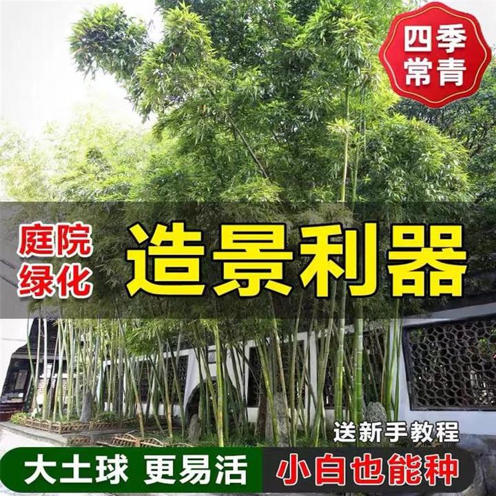 不修剪头全冠竹子苗观景四季常青耐寒招米罗汉竹金镶玉黄金竹盆栽