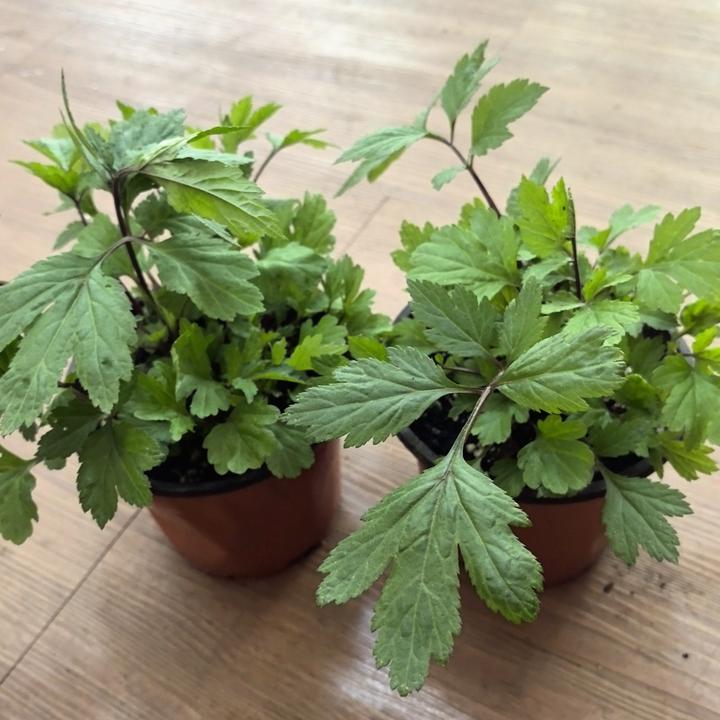 云南野生红毛芹血芹赤芹菜小苗新鲜蔬菜四季可种可食用绿植盆栽