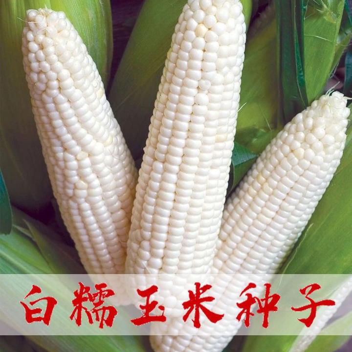 【杨姐推荐】密甜糯1号甜糯玉米种子水果玉米种
