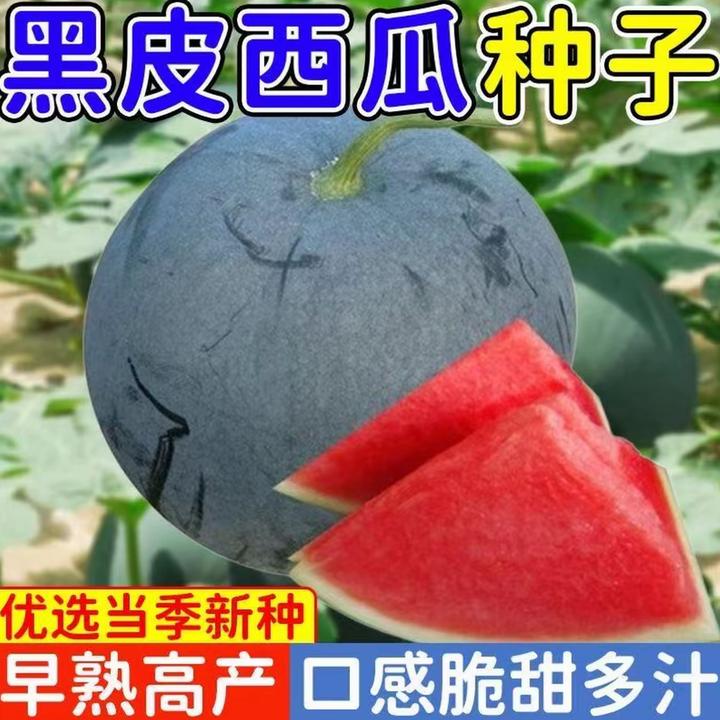 【无籽黑皮西瓜】西瓜种子适应性强四季种植西瓜种子甜脆夏季水果