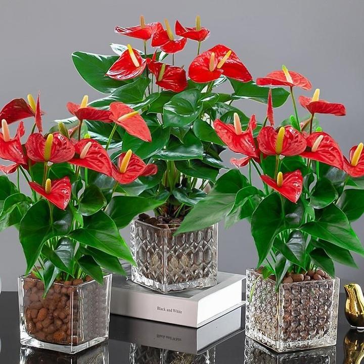 室内红掌植物一帆风顺水养白掌花卉四季常青培绿植易年宵活水盆栽