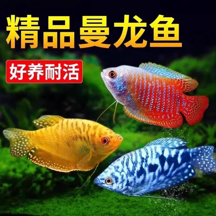 曼龙观堂鱼热带淡水鱼不用打气混养的小型鱼好养的鱼活体小鱼缸鱼