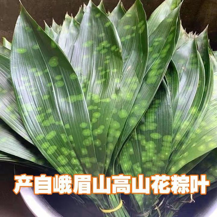 四川峨眉山新鲜天然花粽叶端午节包粽子专用叶子现割现发