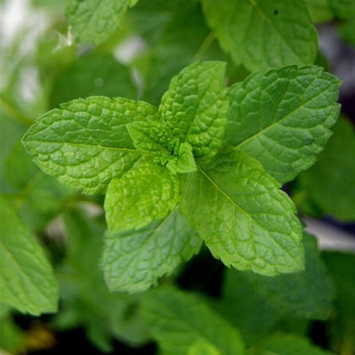 顺丰冷链包邮云南新鲜薄荷叶现摘火锅配菜米线食材皱叶留兰香蔬菜