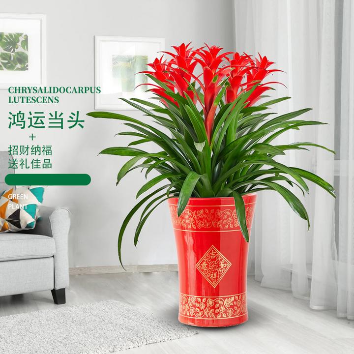 鸿运当头盆栽凤梨花带花室内绿植客厅办公室开业乔迁送礼喜庆花卉