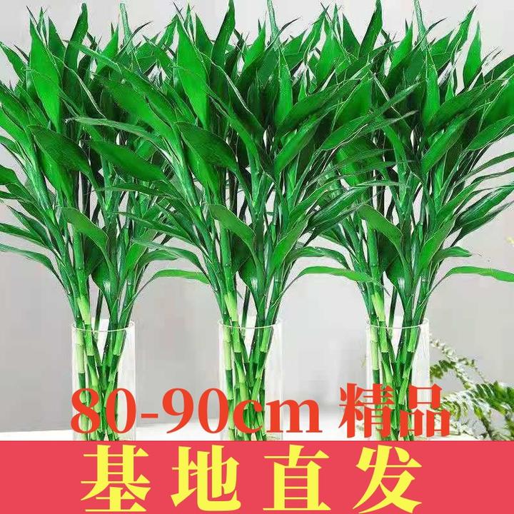 【送营养液】新鲜绿竹桌面摆件绿植花卉竹水培植物办公花卉