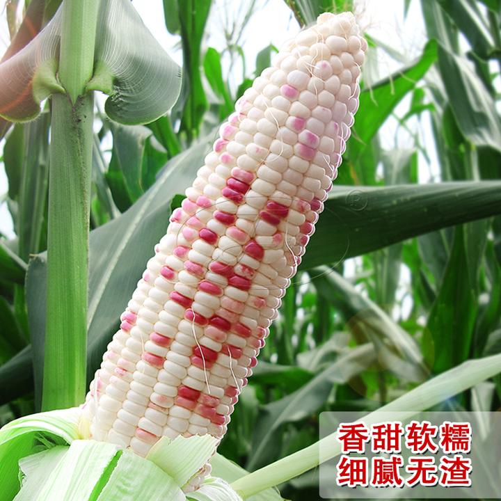 超甜彩甜糯玉米种子粘糯玉米种籽大全四季皮薄无渣嘉喜苞米种孑
