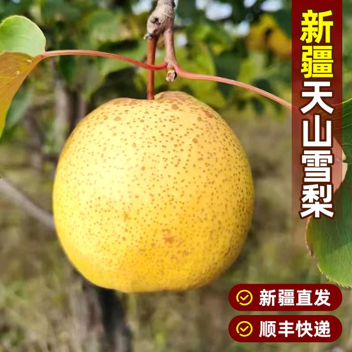 【新疆直发】新疆天山雪梨当季新鲜酥梨脆甜多汁皮薄的梨子水果礼盒