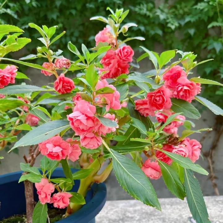 【茶花凤仙花种子】重瓣大花指甲花四季播种开花阳台庭院花卉种籽