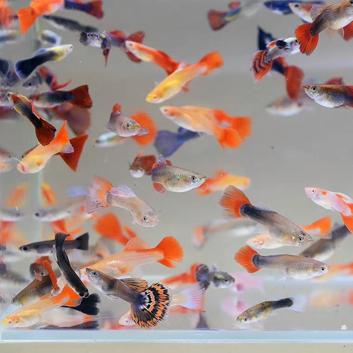 见证生命奇迹！杂袍孔雀鱼的繁殖太有趣了！