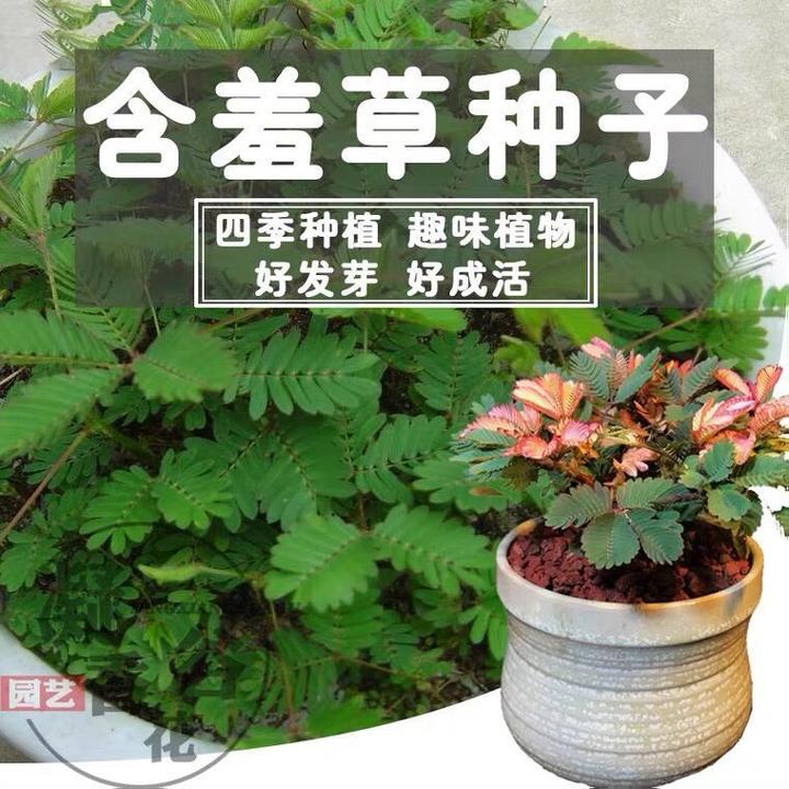 四季播种彩叶含羞草花种子四季易活奇趣植物害羞草室内外阳台盆栽