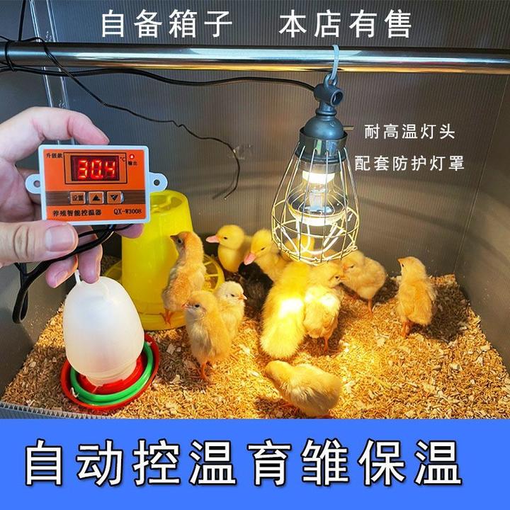 小鸡保温箱自动控制温度鹌鹑育雏箱雏鸟宠物保温箱育雏幼苗保温箱