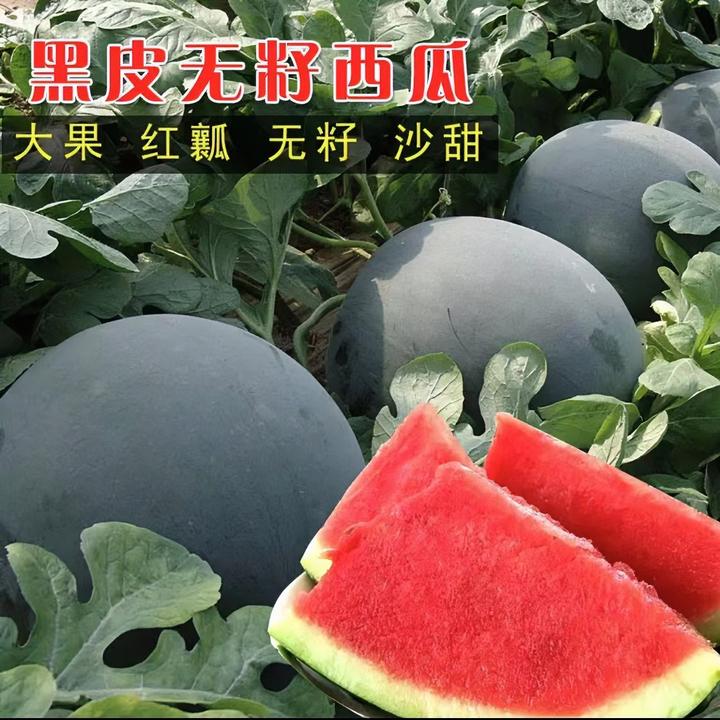 【无籽黑皮西瓜】西瓜种子适应性强四季种植西瓜种子甜脆夏季水果