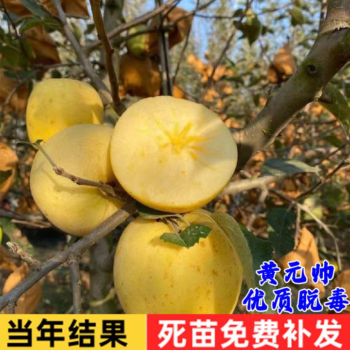 黄元帅苹果苗嫁接黄金帅金冠香蕉粉面黄苹果树苗南方北方盆栽种植