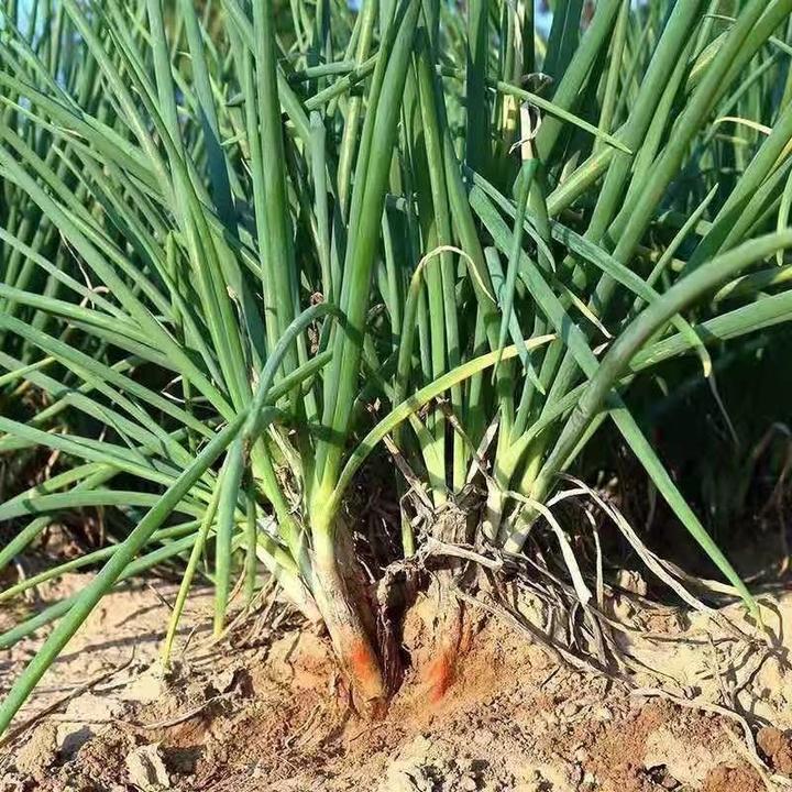 【陕西旱地红葱种子】四季种植盆栽地栽阳台小院种植