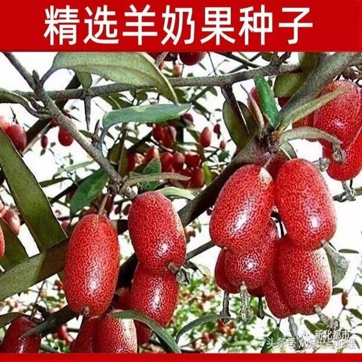 春季羊奶果种子四季播种阳台盆栽小院种植高产水果羊奶子果树种子
