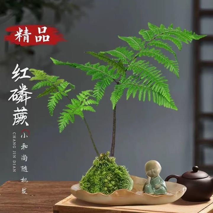 室内耐阴新中式禅意虹鳞蕨水培苔藓球盆景绿植网红绿植懒人绿植