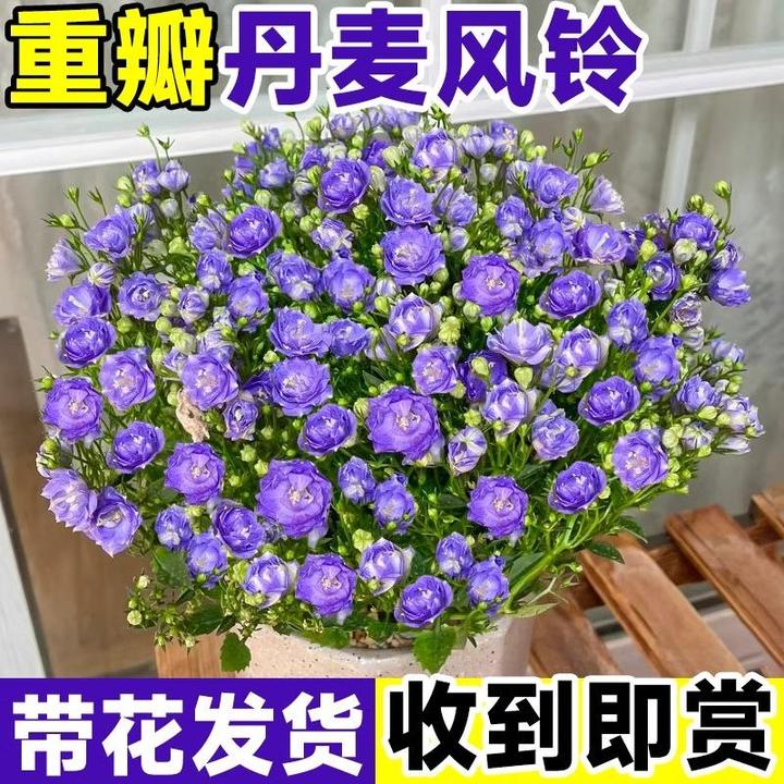 丹麦风铃花盆栽植物室内带花苞重瓣梦露苗客厅阳台庭院四季开花卉