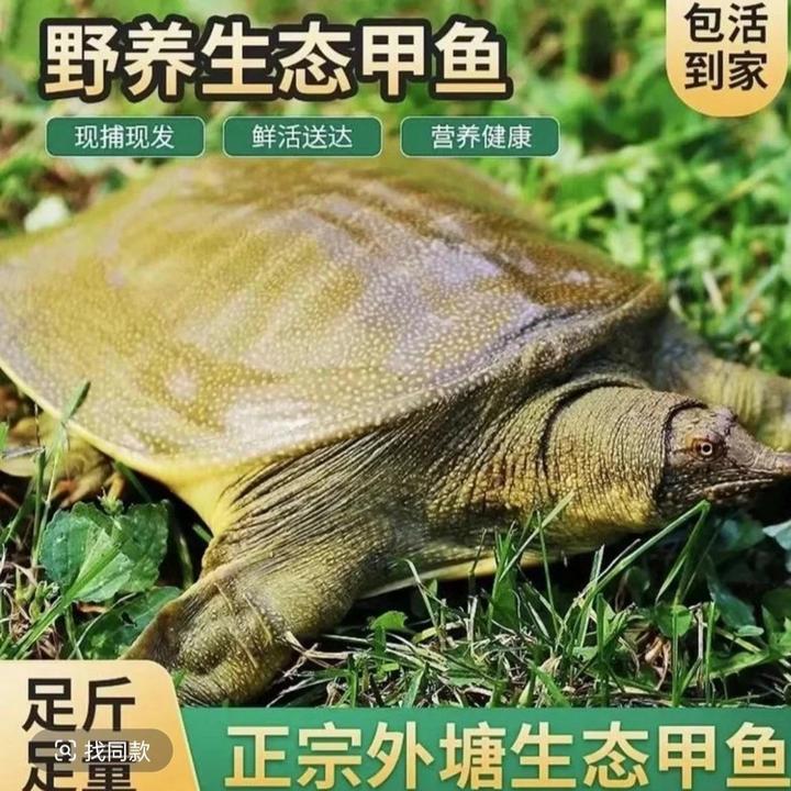 外塘生态鲜活甲鱼中华鳖包邮包活可吃海鲜新鲜海鲜可养