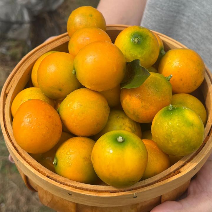 西域美农广西融安金桔滑皮金桔金橘不酸不涩纯甜无籽小橘子