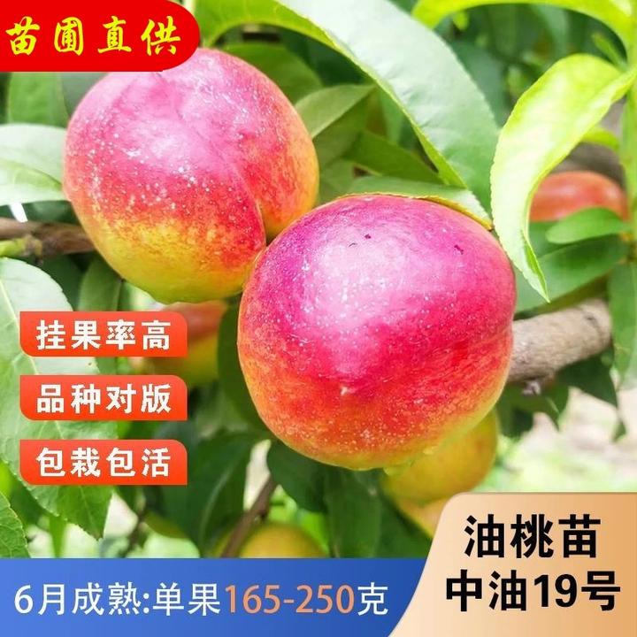 嫁接中油19号油桃树苗早熟脆甜黄肉油桃树果苗南北方种植盆栽地栽