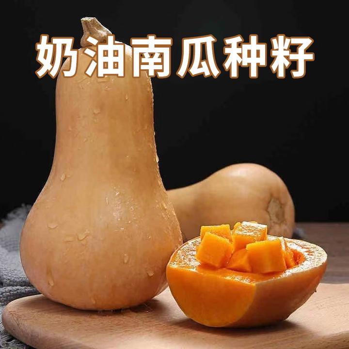 9新疆包邮【奶油南瓜种子】菜园甜糯迷你小南瓜种籽香甜易种蔬菜