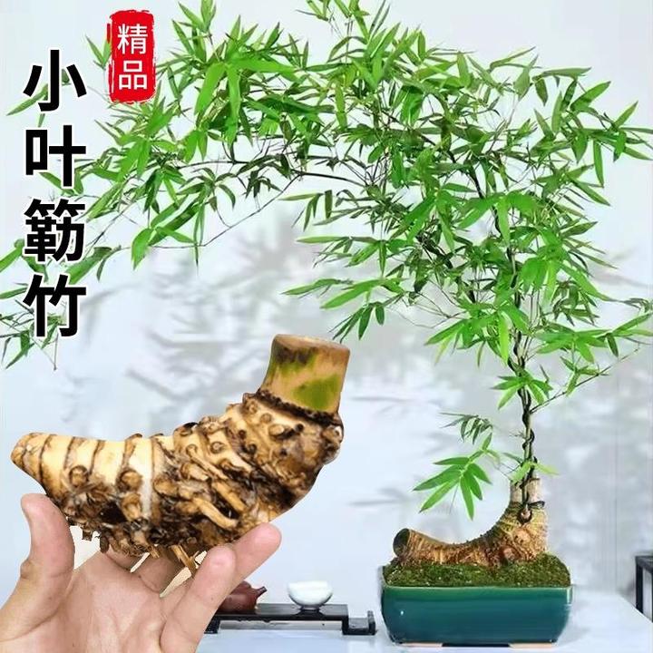 小叶勒竹簕盆栽生桩老桩室内门竹熟桩桌面庭院观音竹台懒人竹植物