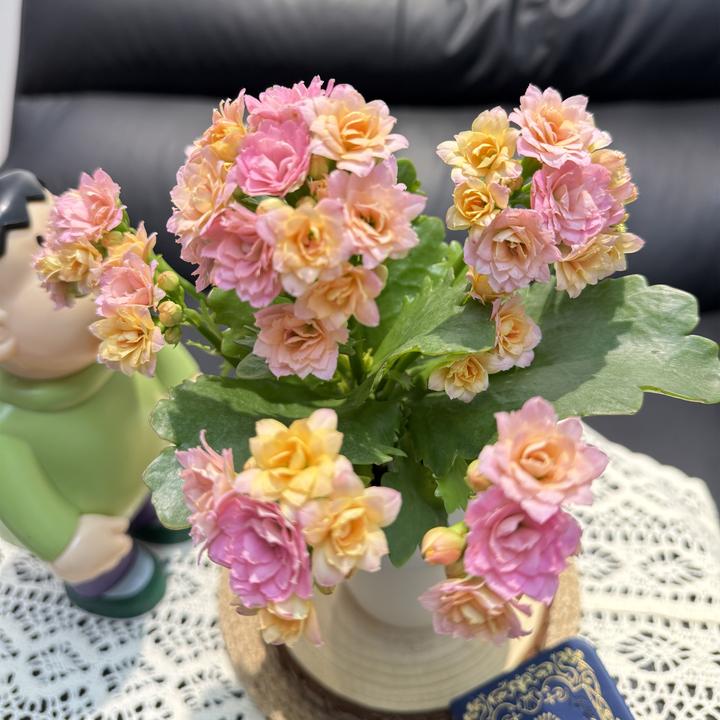 【玉色长寿花】盆栽易活室内绿植花卉可水培土培适合办公室客厅