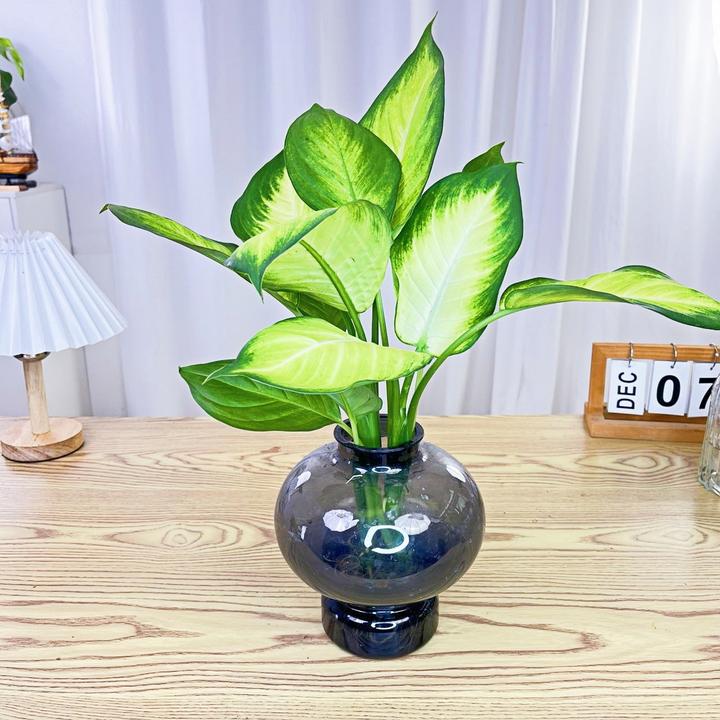 黄金玛丽安水培绿植盆栽粉黛万年青懒人植物室内桌面净化空气好养