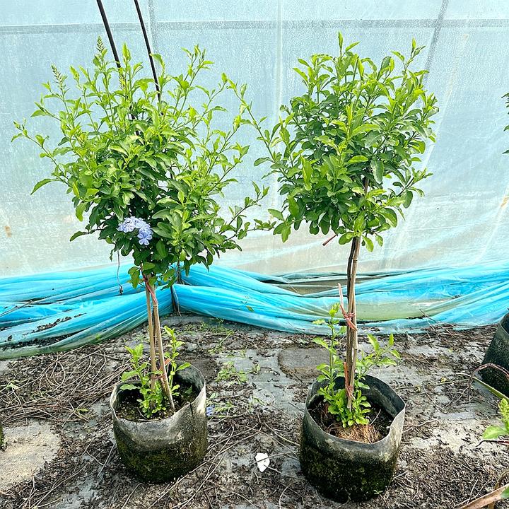蓝雪花盆栽棒棒糖大苗宿根草花庭院阳台室内观赏蓝色花卉多季开花