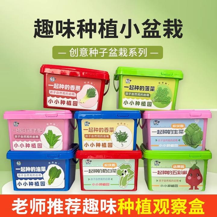 儿童种植小盆栽创意迷你开心农场diy草莓向日葵幼儿园种植乐园