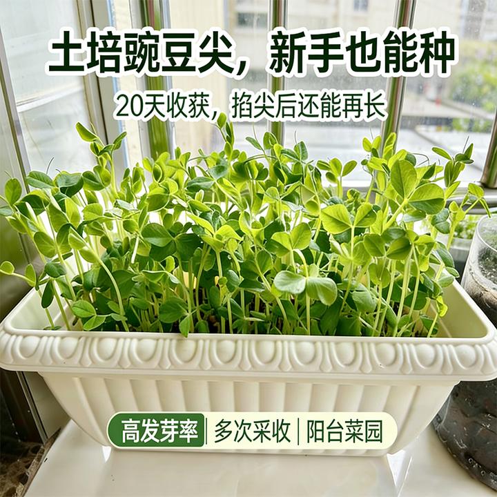 大无须豌豆尖种籽 无纤维脆嫩 家庭菜园大田种植优选