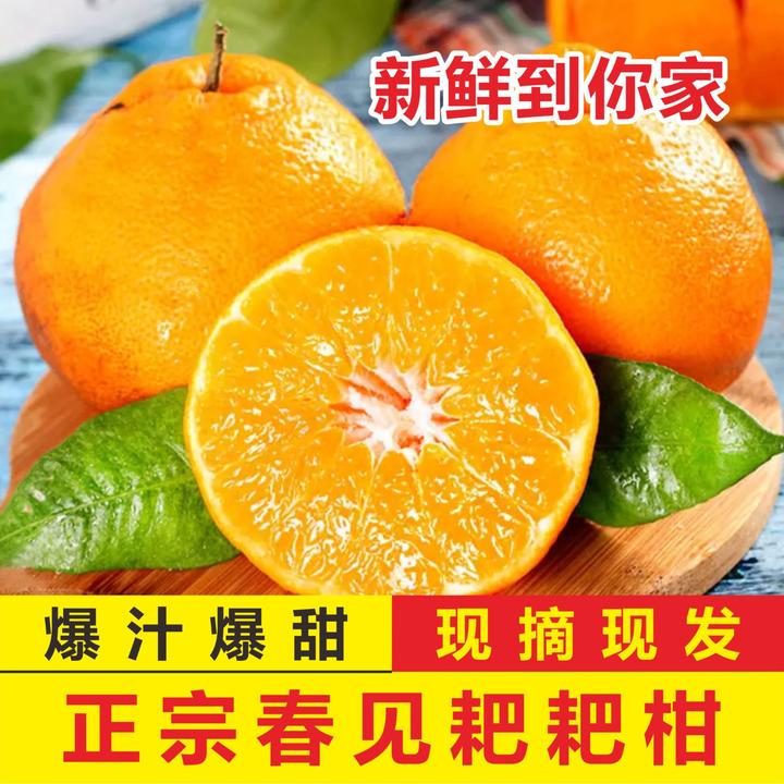 【2025年头茬鲜果】正宗四川春见耙耙柑现摘现发橘子丑橘耙耙柑