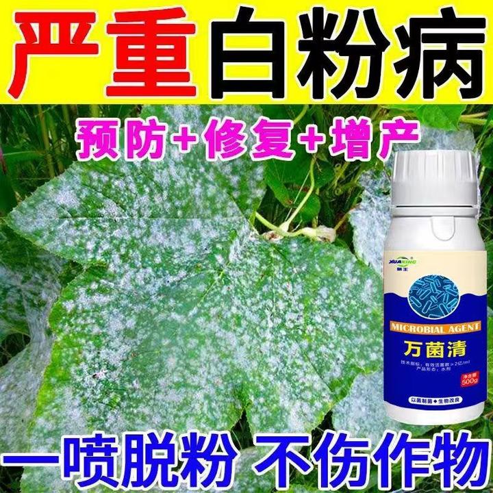 白粉病全治甜瓜黄瓜葡萄蔬菜白粉病专治白粉病专用药特效