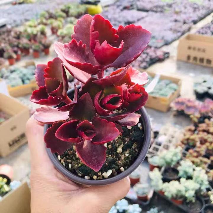 朱莲多肉植物组合盆栽老桩稀有品种室内花卉绿植大颗好养肉肉植物