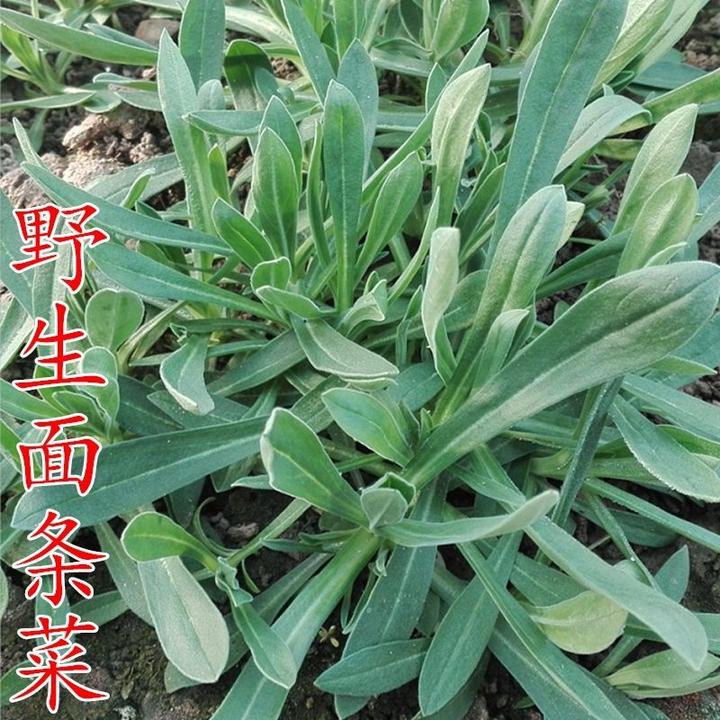 春季必种】野生面条菜种子四季播种露地阳台菜园盆栽野生蔬菜菜籽