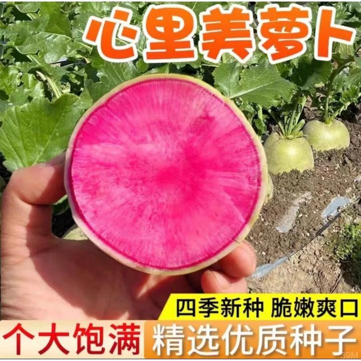 新种红心水果生萝卜满堂红绿皮萝卜种子种植蔬菜泡菜胭脂萝卜吃心