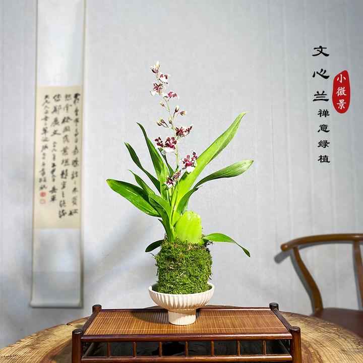 【宏展】巧克力文心兰苔藓球绿植（带花苞）开花香文心兰室内客厅花卉