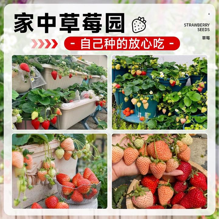 郁先生草莓苗盆栽与农科院共同选育脱毒一代带花带果原盆原土