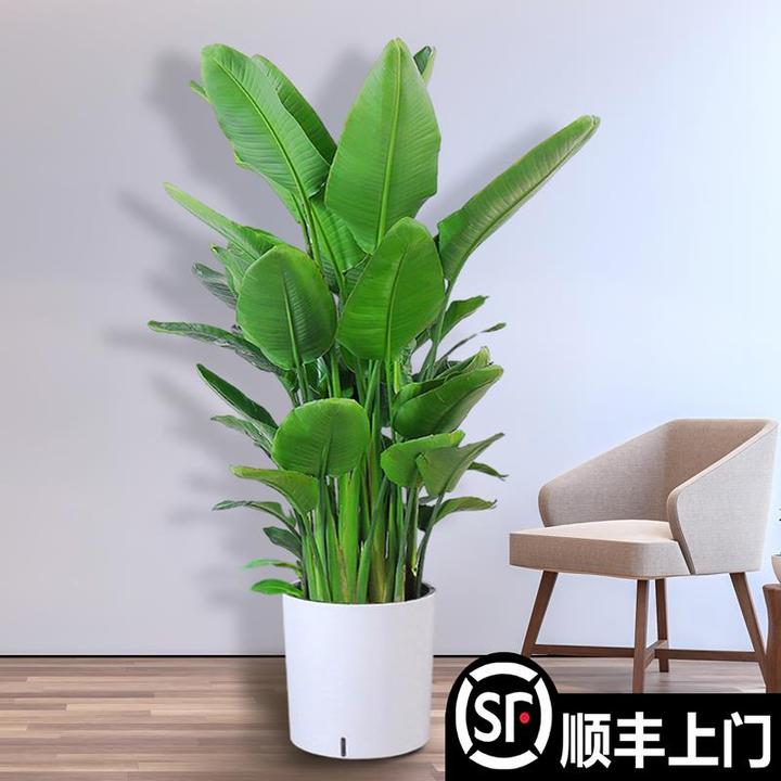 天堂鸟盆栽客厅大型绿植室内办公室吸甲醛净化空气花卉植物鹤望兰